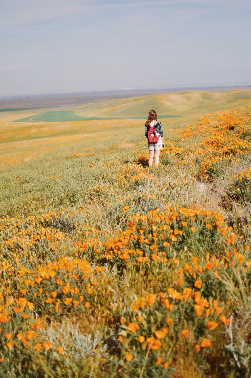 One person with a red backpack walking through a vast orange-gold flower field