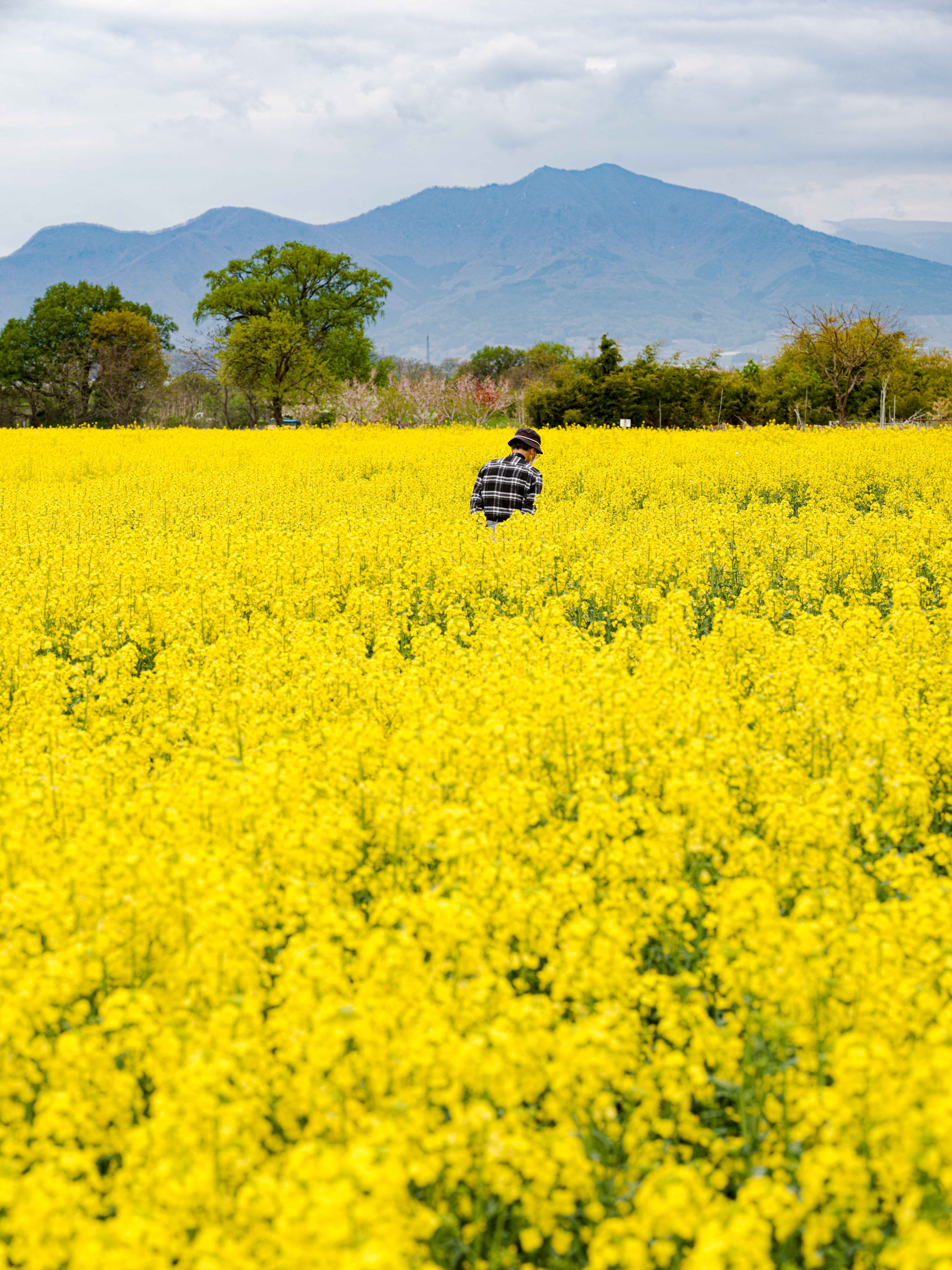 One person walking through a full field of rapeseed in bloom